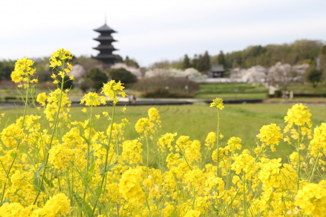 岡山県の菜の花スポット